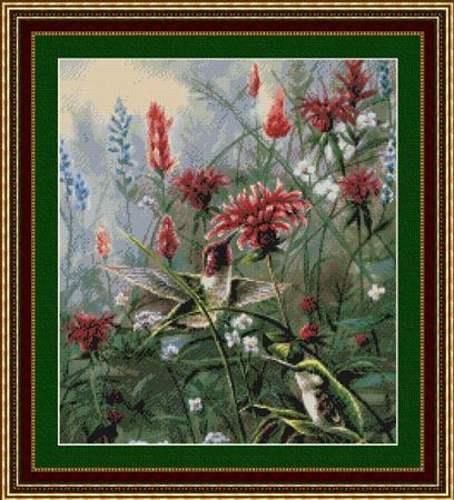 Monardia Hummingbirds Monardia Hummingbirds